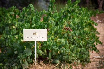 _MG_4366_Codorniu.jpg