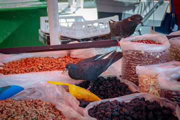 _MG_7763_linnut-torilla.jpg