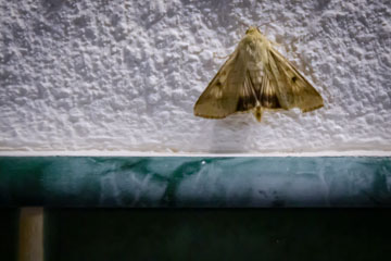 _MG_8030_yoperho.jpg