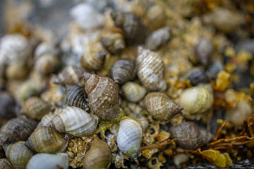 _79A2188-kotiloita.jpg