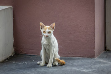 _79A3741-kitty-cat.jpg