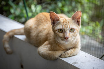 _79A3769-kitty-cat.jpg