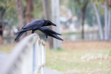 _79A3862-birds.jpg