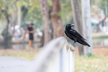 _79A3863-bird.jpg