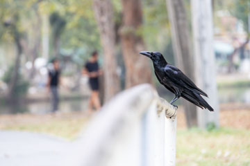 _79A3865-bird.jpg