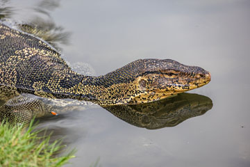 _79A3878-lizard.jpg