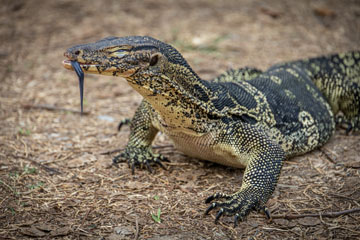 _79A3888-lizard.jpg