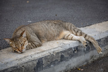 _79A3921-cat.jpg