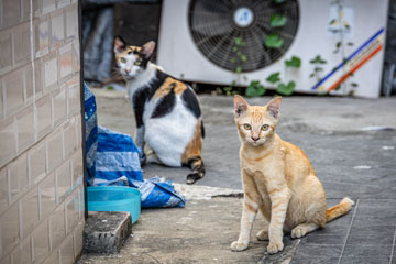 _79A4227-cats.jpg