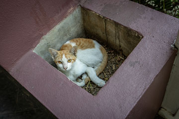 _79A4275-cat.jpg