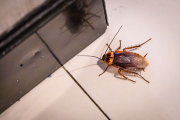 _79A4338-cockroach.jpg