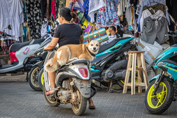 _79A4797-koh-larn-doggo-motobike.jpg