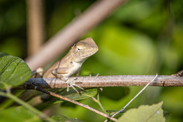 _79A4932-koh-larn-another-lizard.jpg