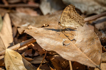 _79A4995-koh-larn-butterfly.jpg