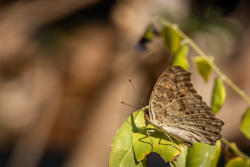 _79A5000-koh-larn-butterfly.jpg