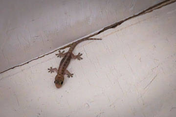 _79A5199-supertiny-lizard.jpg
