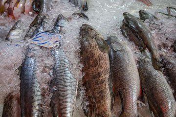 _79A5401-khlong-toei-fish.jpg
