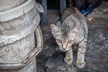 _79A5407-khlong-toei-kitty-cat.jpg