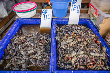 _79A5423-khlong-toei-crabs.jpg