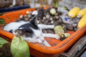 _79A5452-khlong-toei-cat-in-a-box.jpg